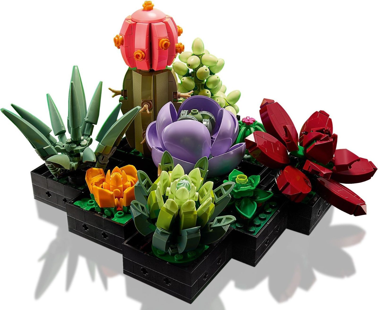 Succulents (10309) – $36.49 | Image 2