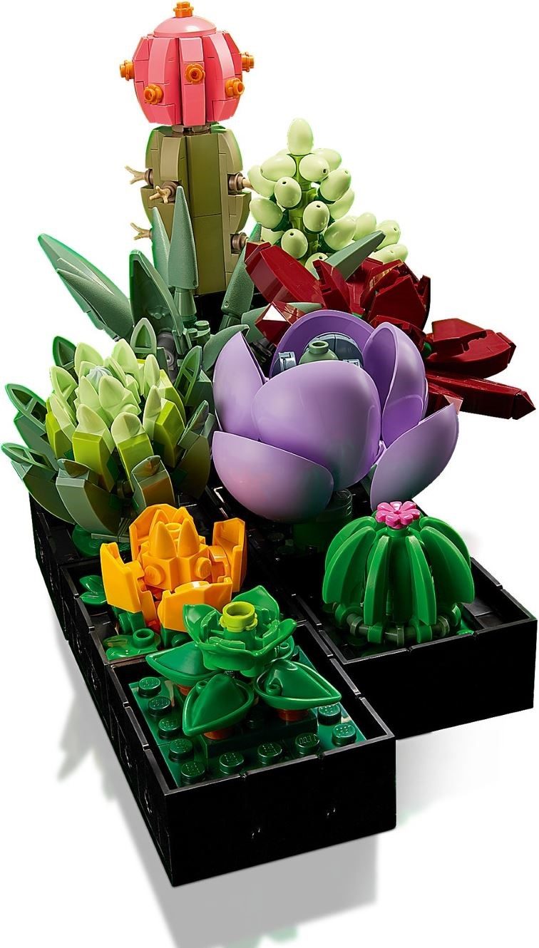 Succulents (10309) – $36.49 | Image 3