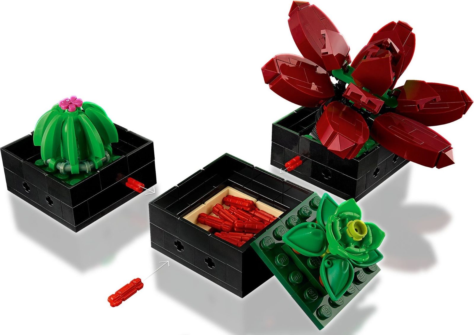 Succulents (10309) – $36.49 | Image 5