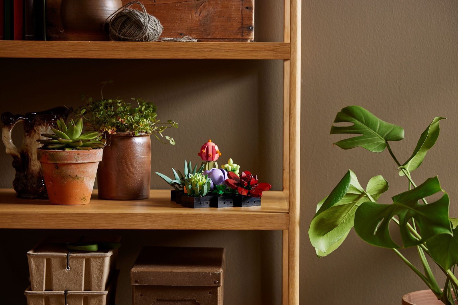 Succulents (10309) – $36.49 | Image 8